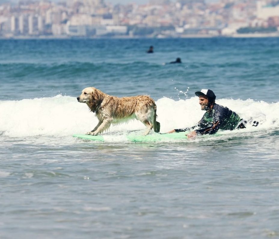 perro surf